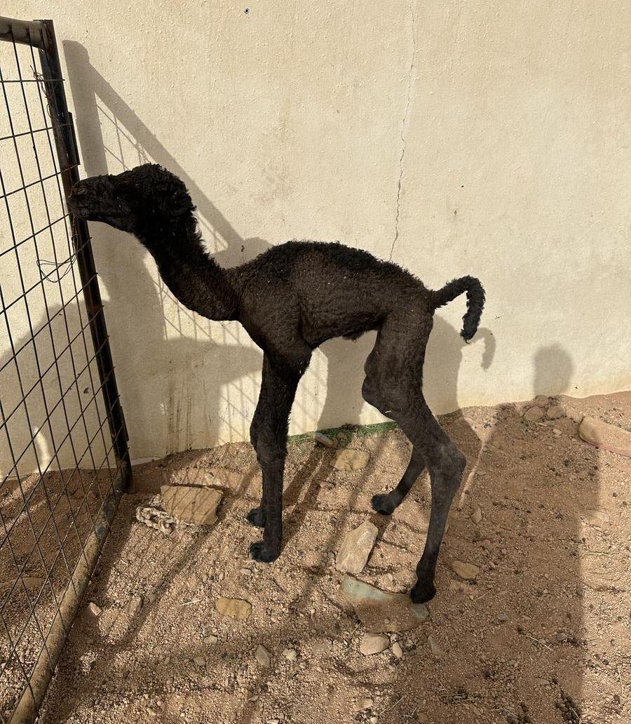 حوار ضيار عمره