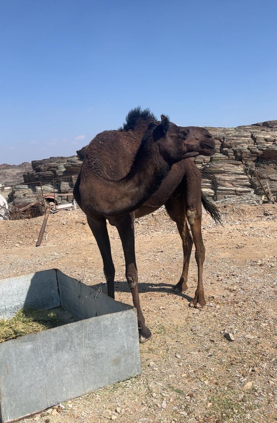 معشر لهإ فوق