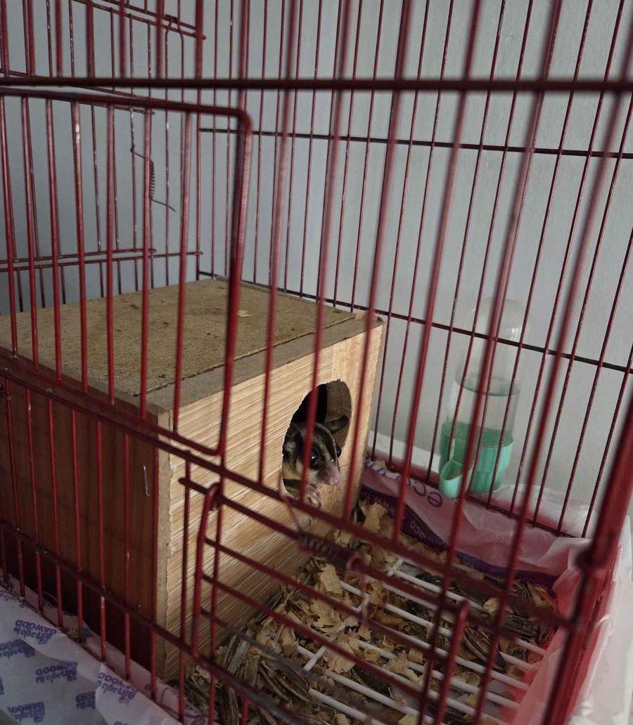 سنجاب طائر للبيع