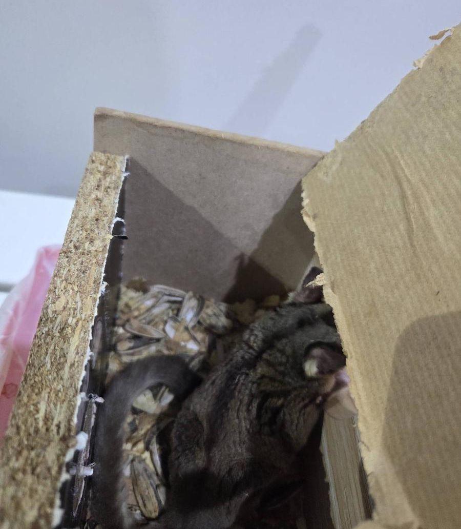 سنجاب طائر للبيع