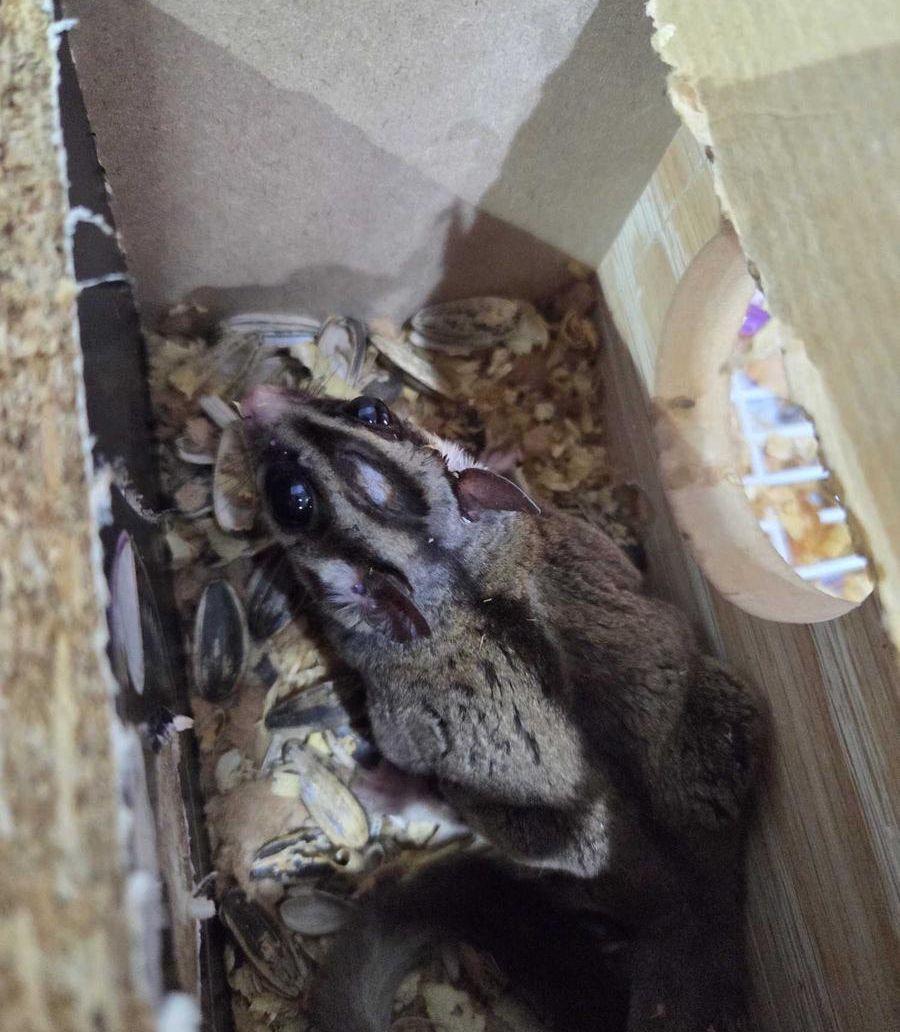 سنجاب طائر للبيع