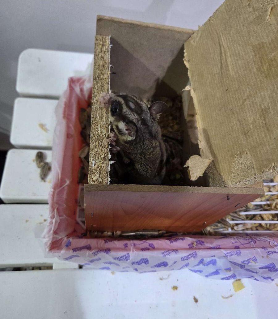 سنجاب طائر للبيع