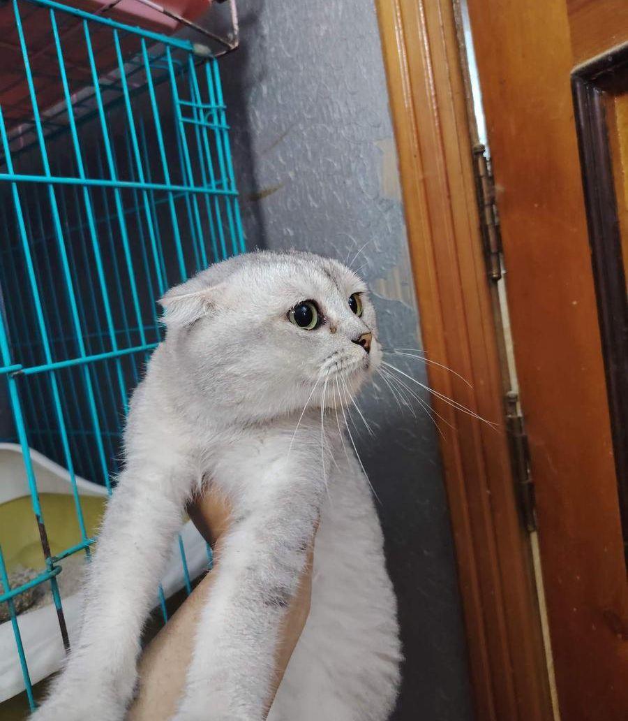 سكوتش