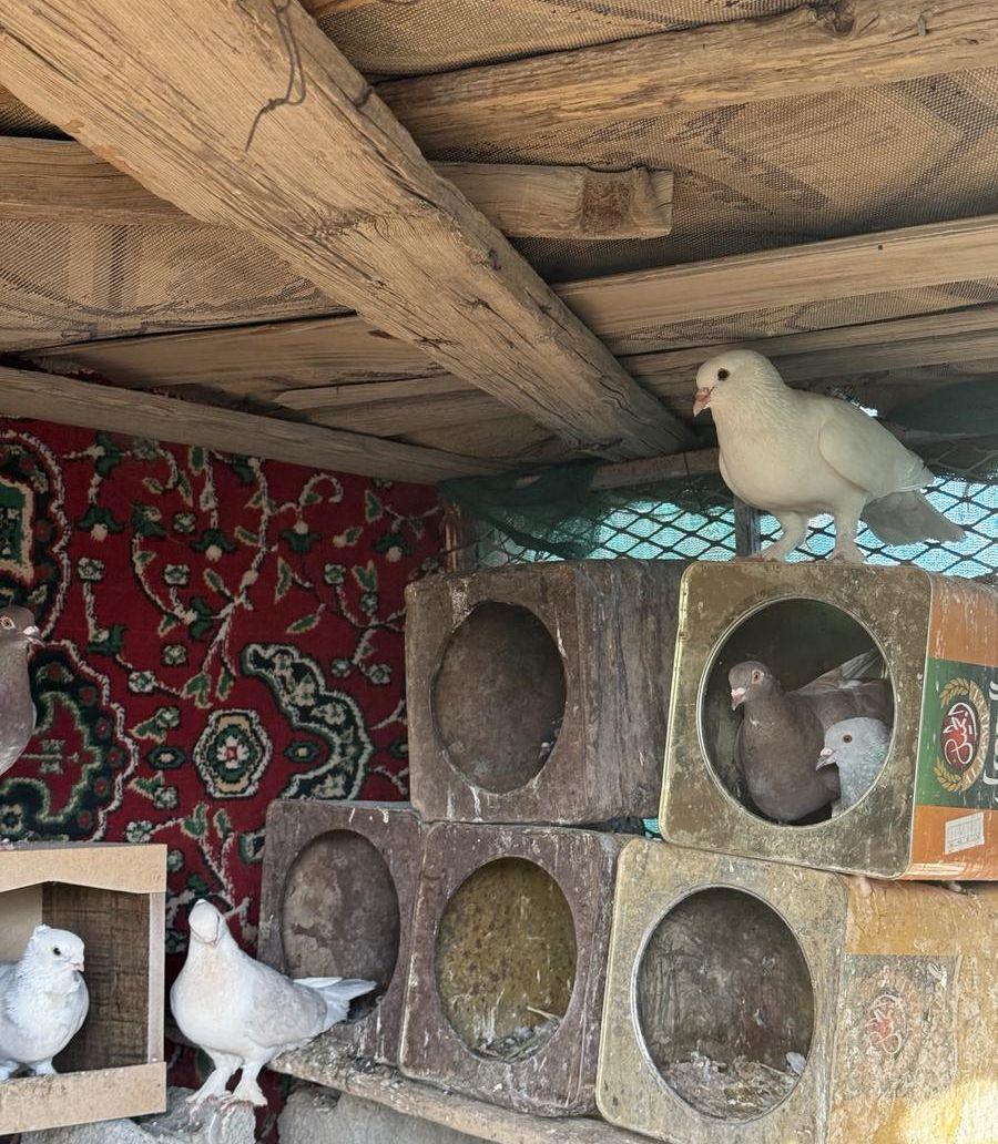 حمام زينه