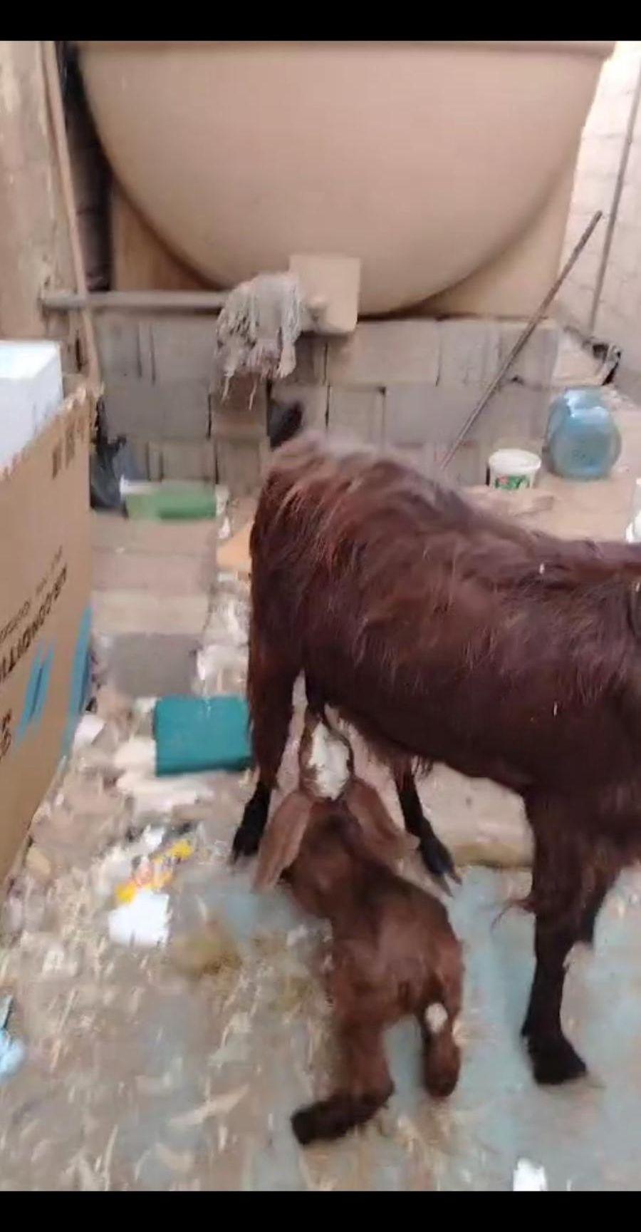 عنزشاميه والد بجفرتين