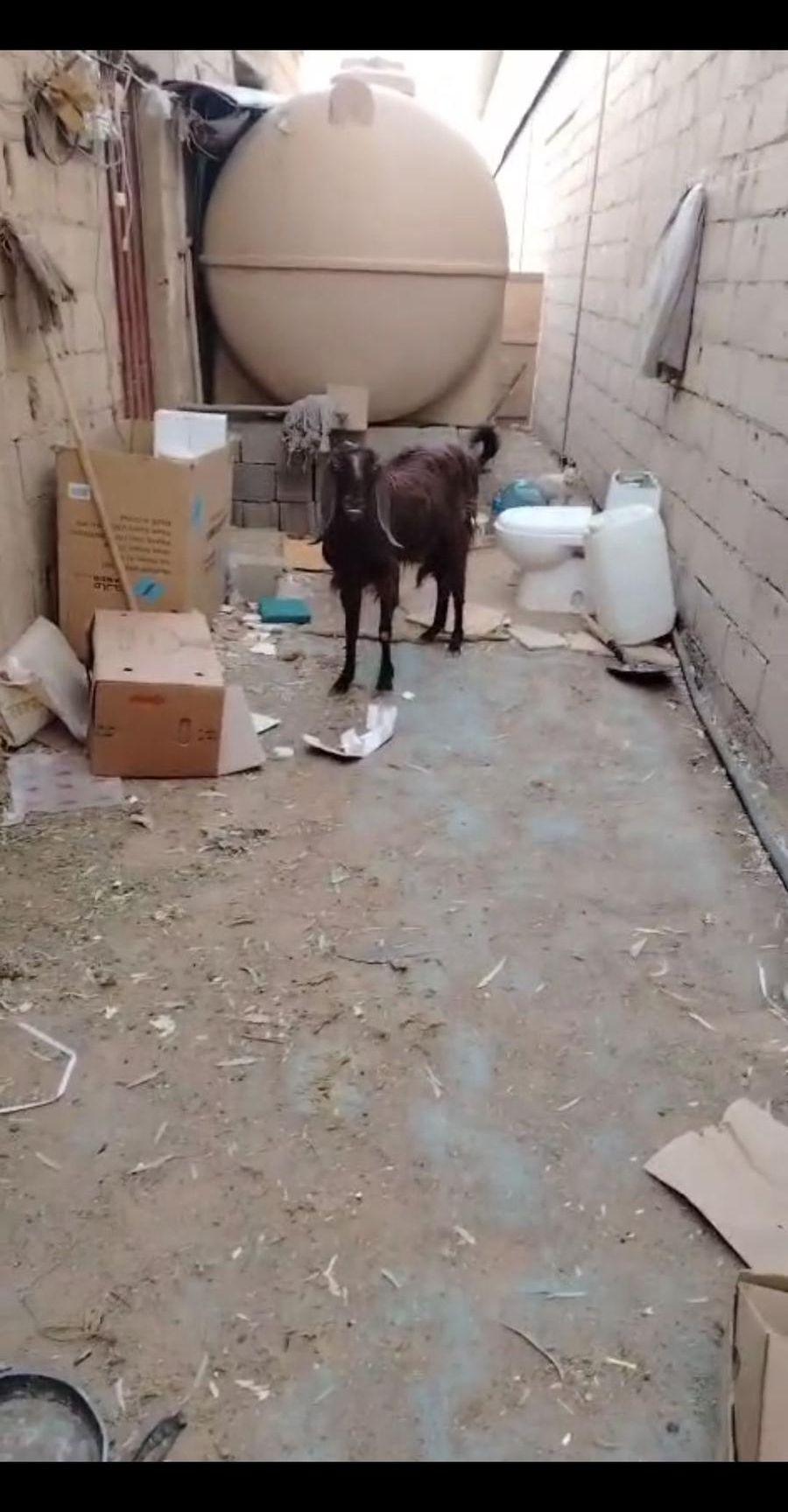 عنزشاميه والد بجفرتين