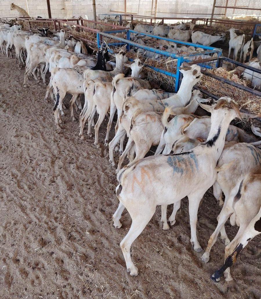 تيوس صومالية