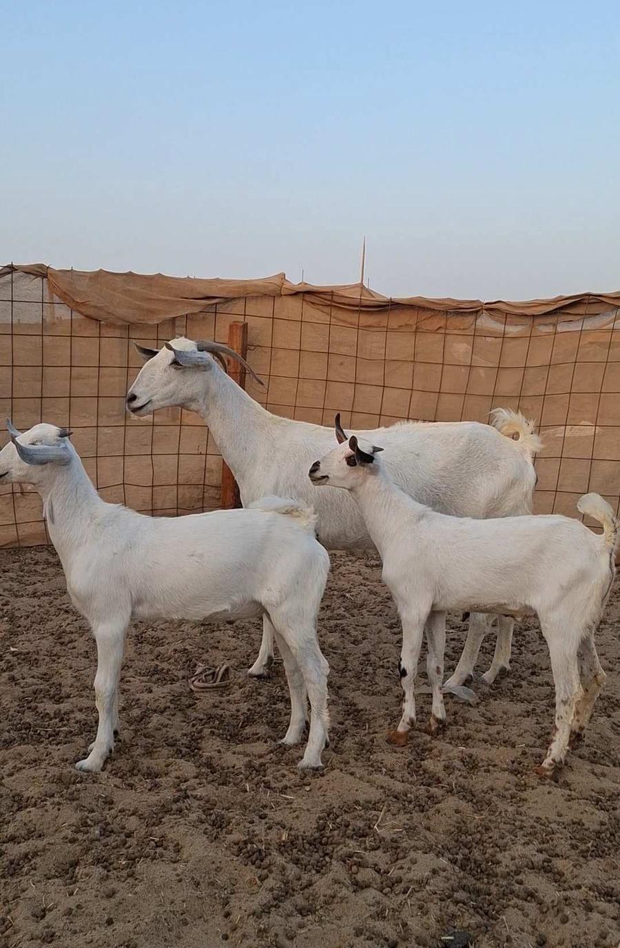 معزاء بيشيات صنف