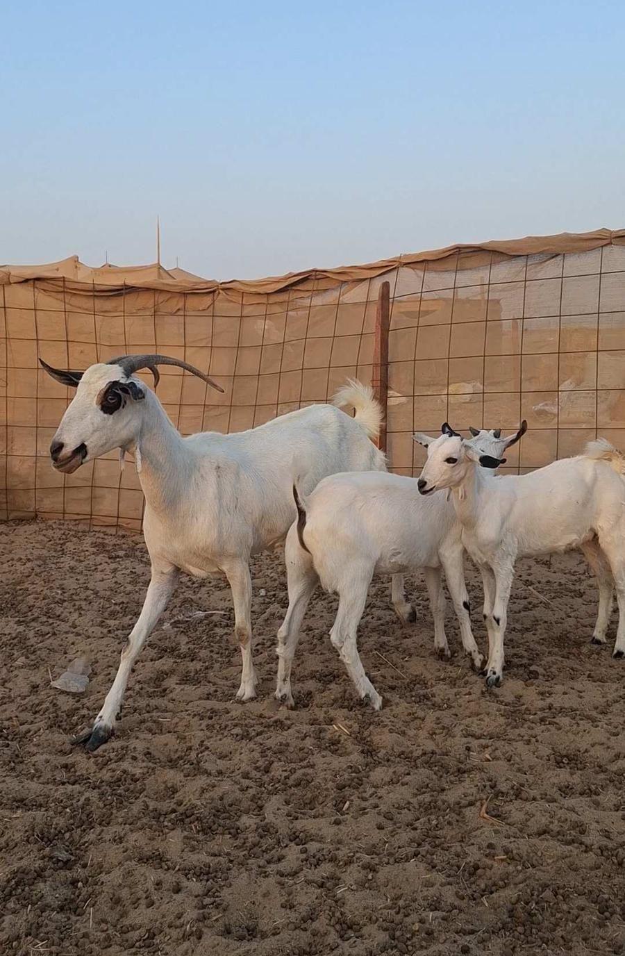 معزاء بيشيات صنف
