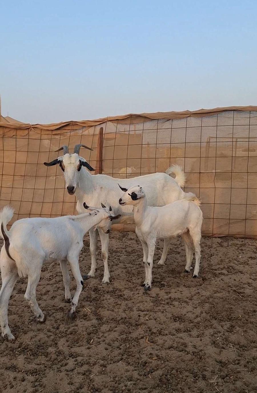 معزاء بيشيات صنف