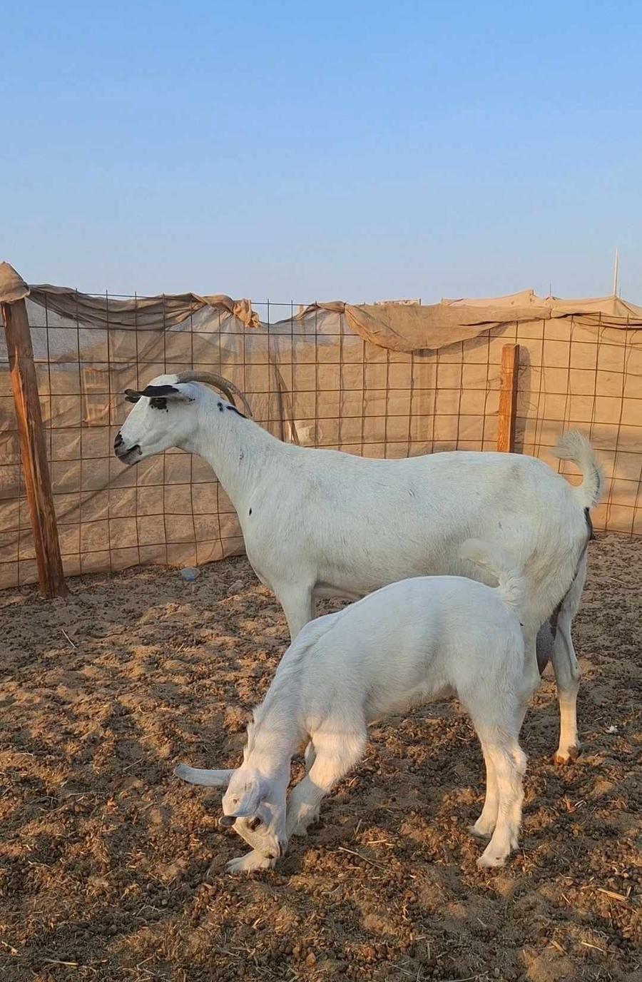 معزاء بيشيات صنف