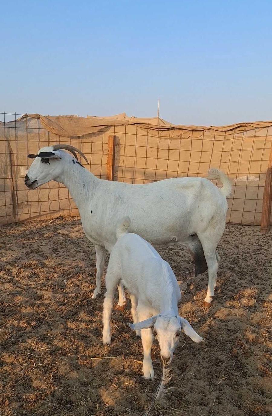 معزاء بيشيات صنف