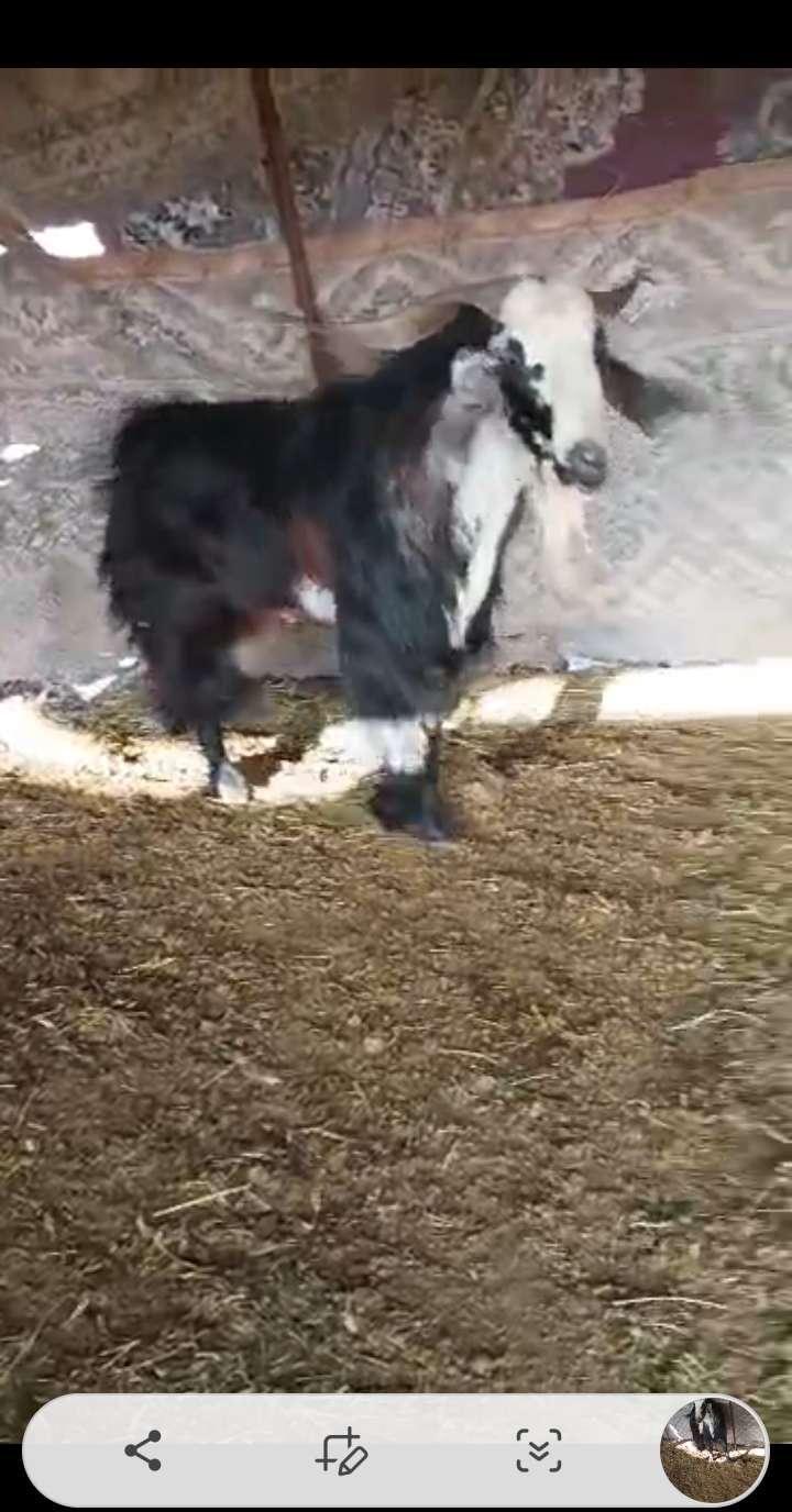 تيس سمين للبيع
