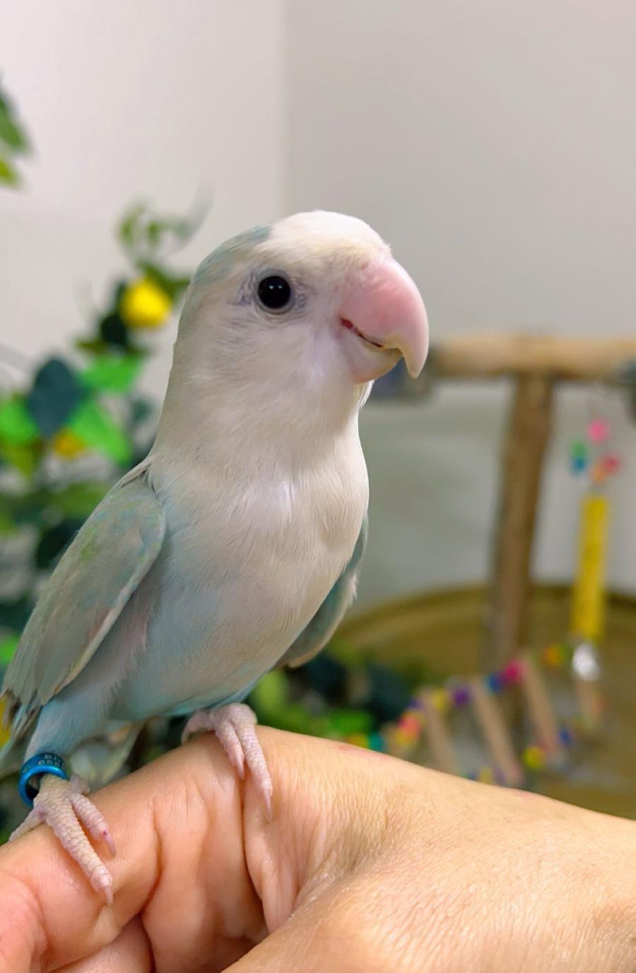 روز اليف