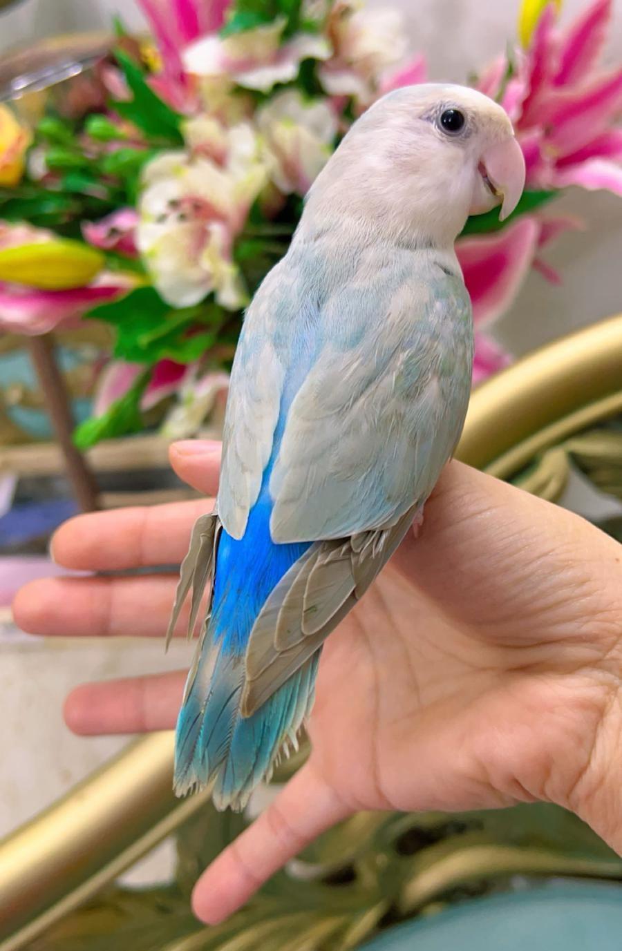 روز اليف