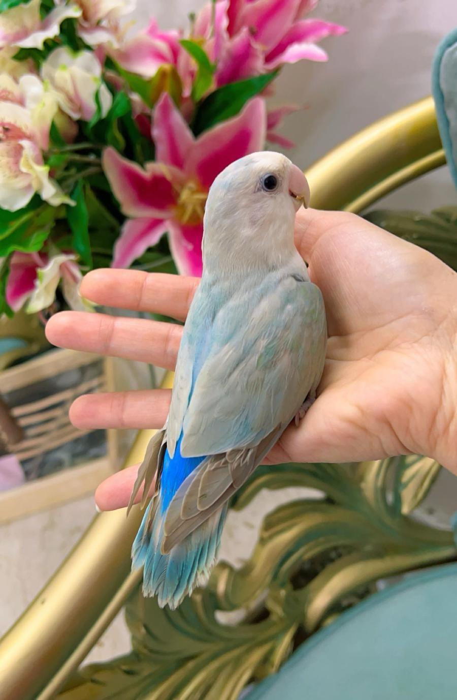روز اليف