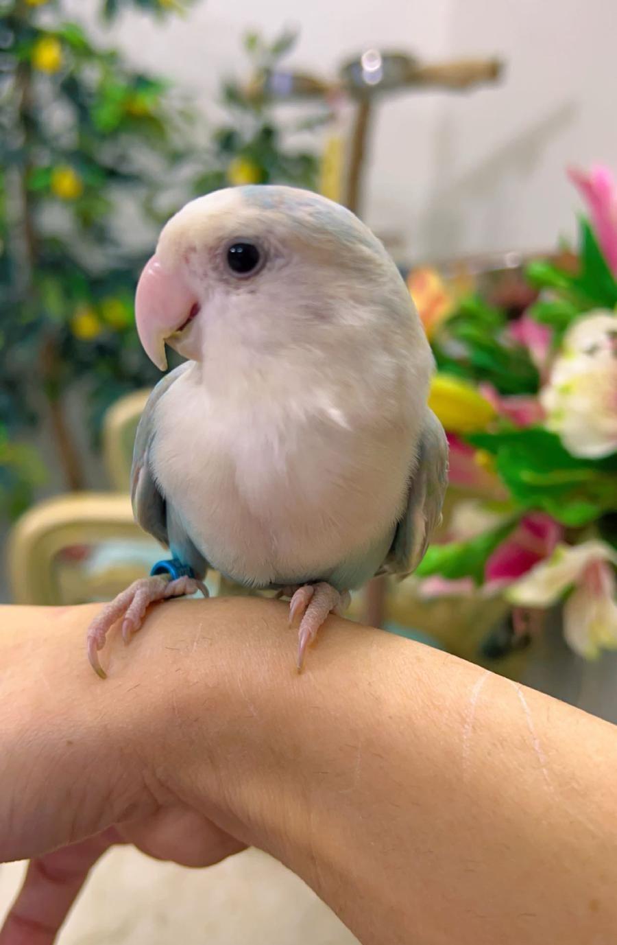روز اليف