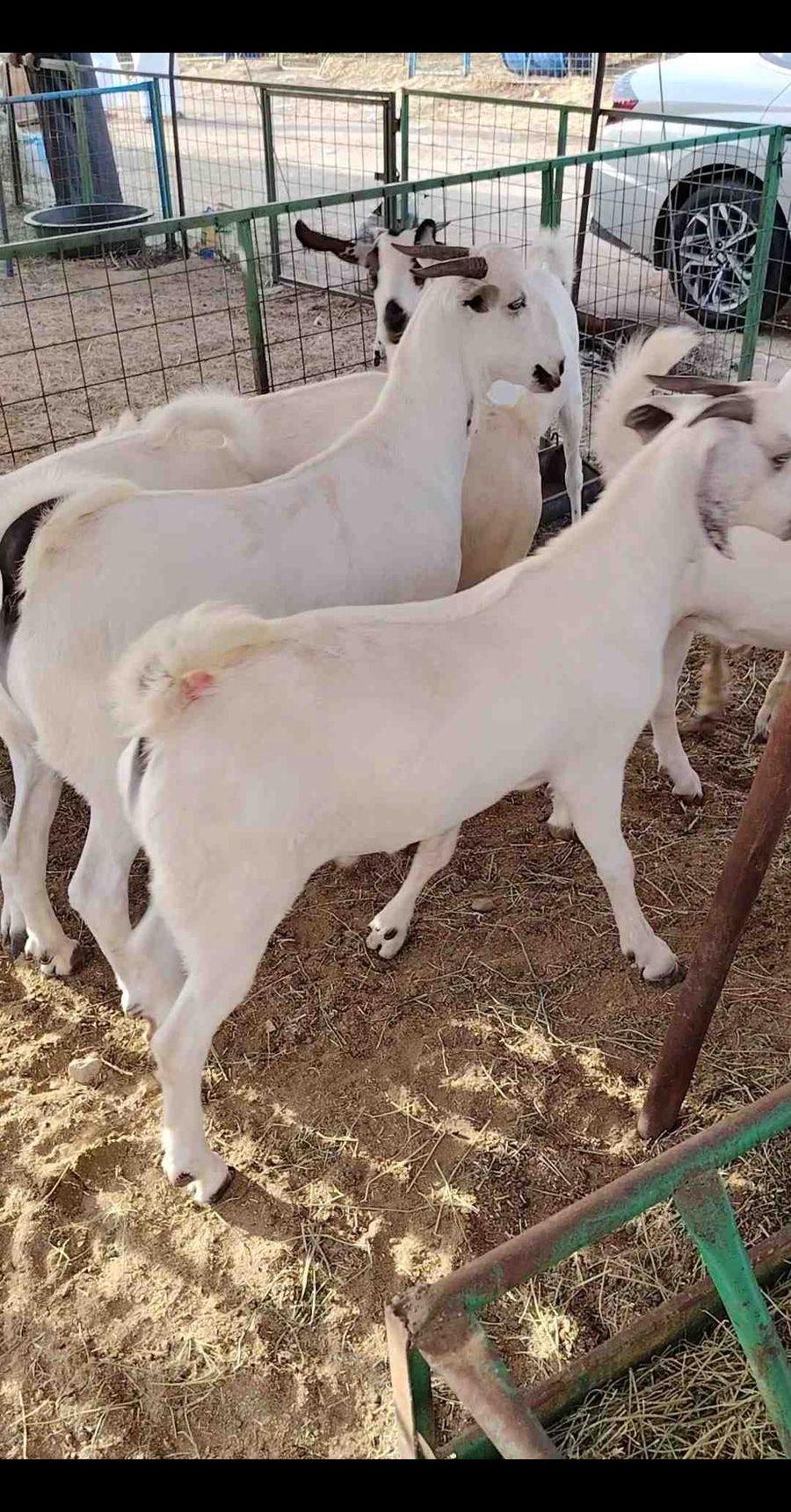 تيوس بلدي للبيع