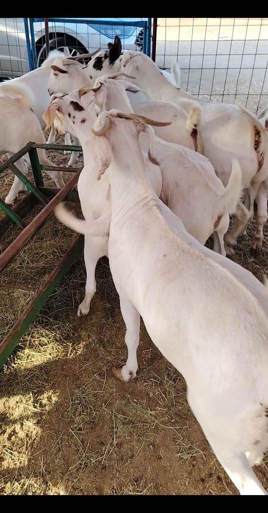 تيوس بلدي للبيع