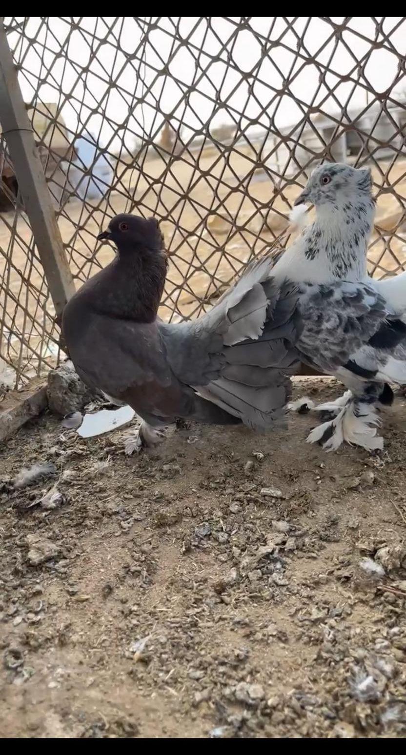 حمام رقاص هندي
