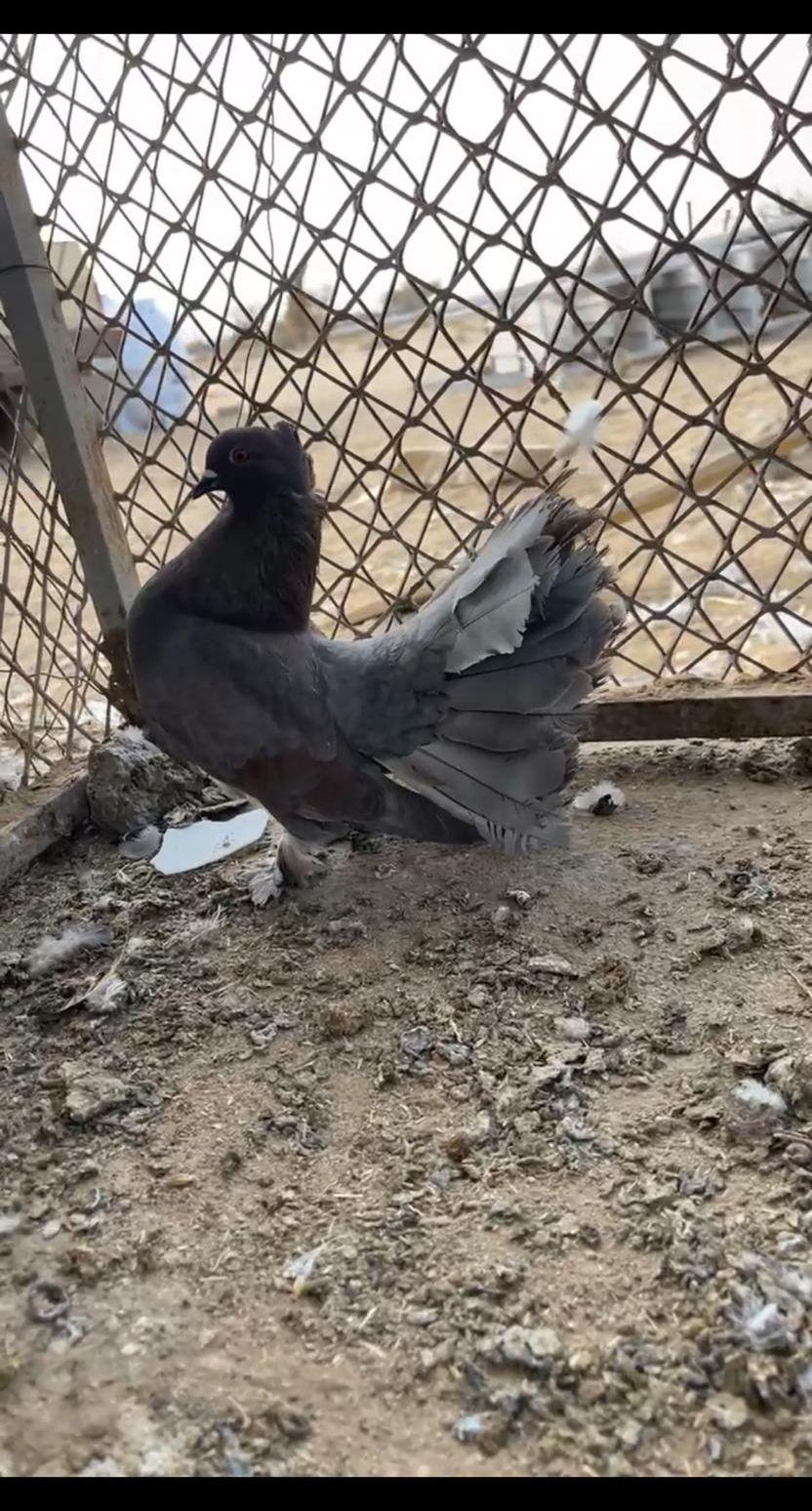 حمام رقاص هندي