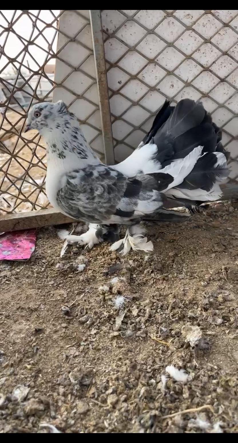 حمام رقاص هندي