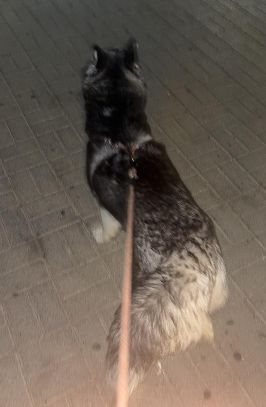 هاسكي