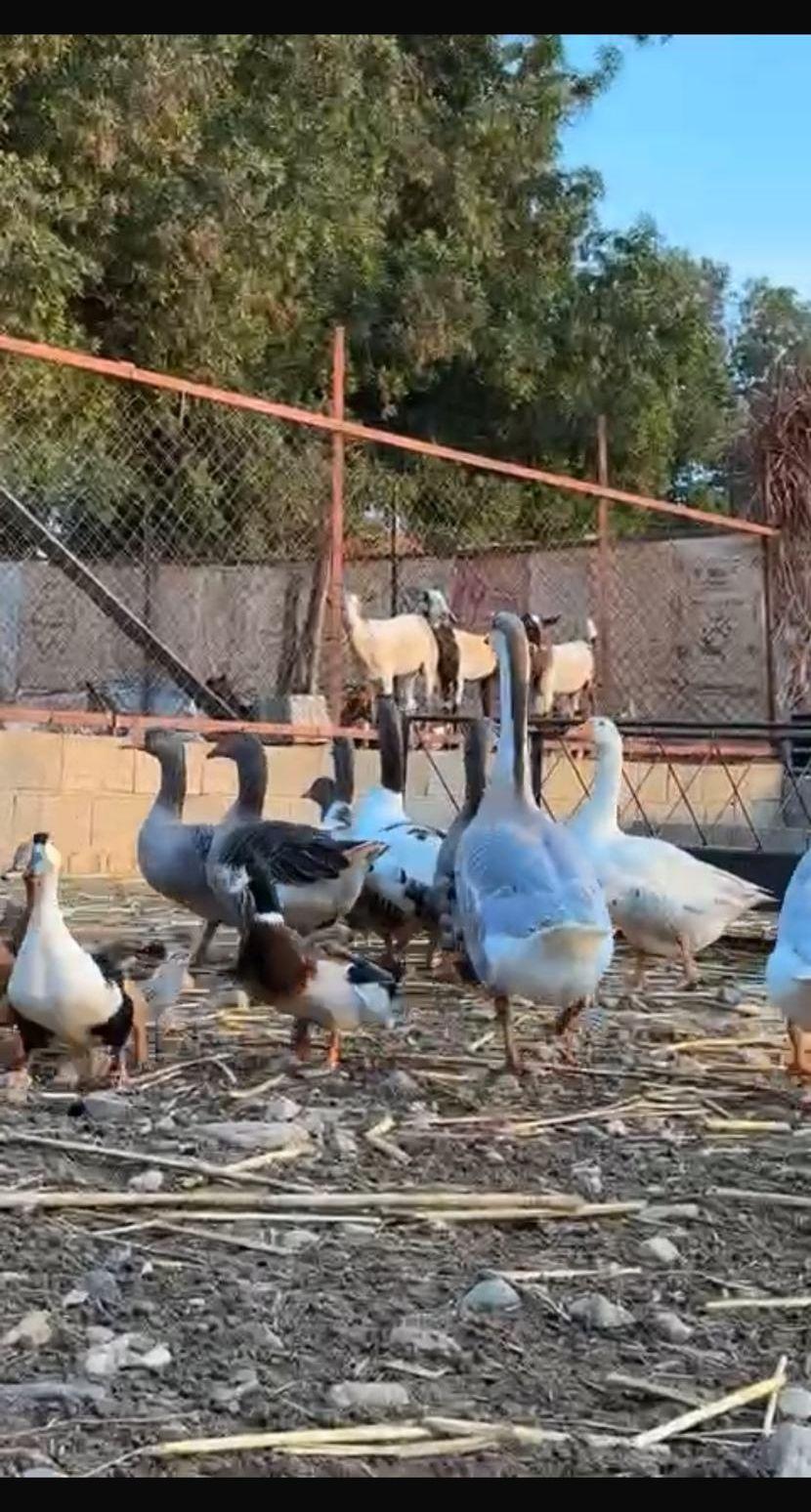 وز بلدي وعراقي