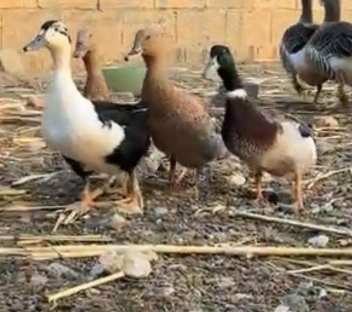 وز بلدي وعراقي