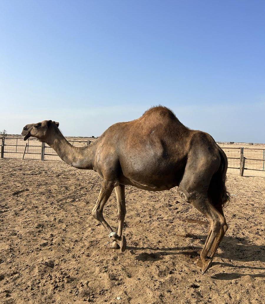 ناقة ساحلية حايل