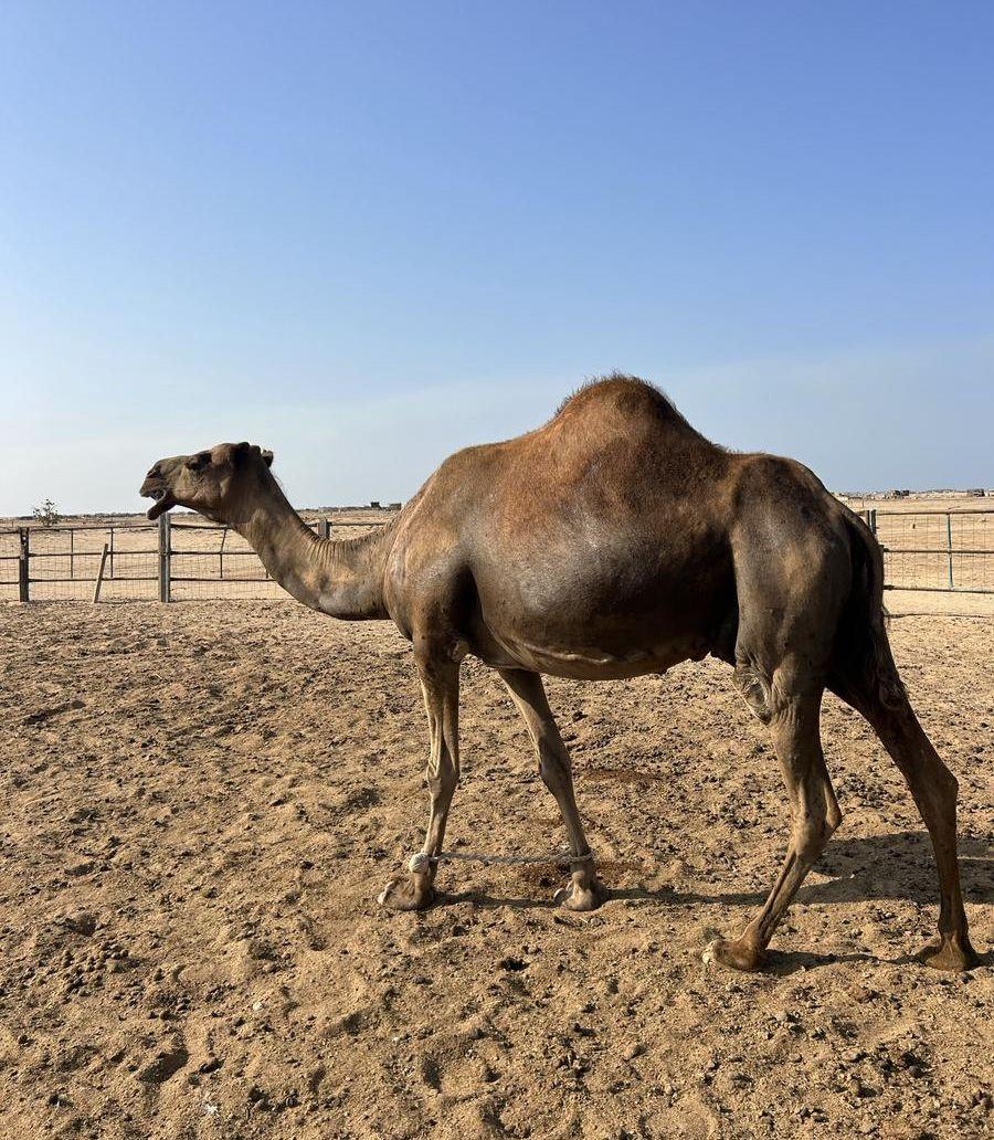 ناقة ساحلية حايل