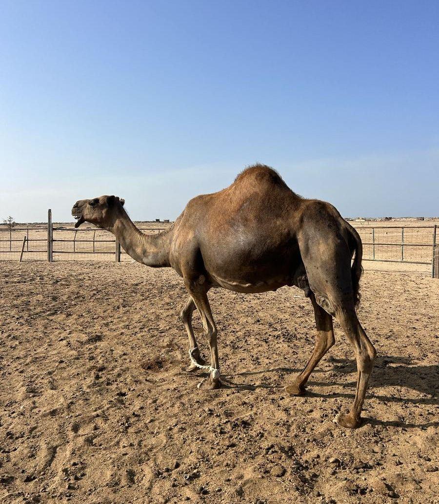 ناقة ساحلية حايل