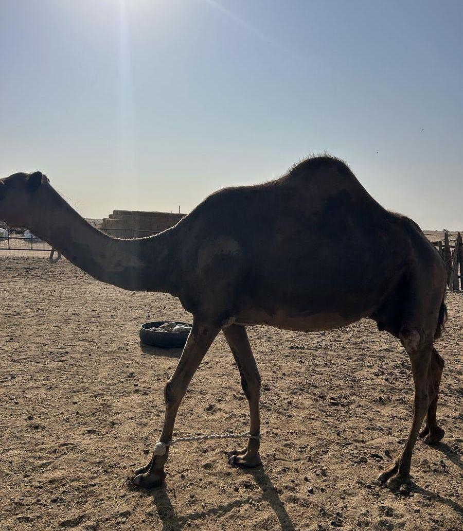 ناقة ساحلية حايل