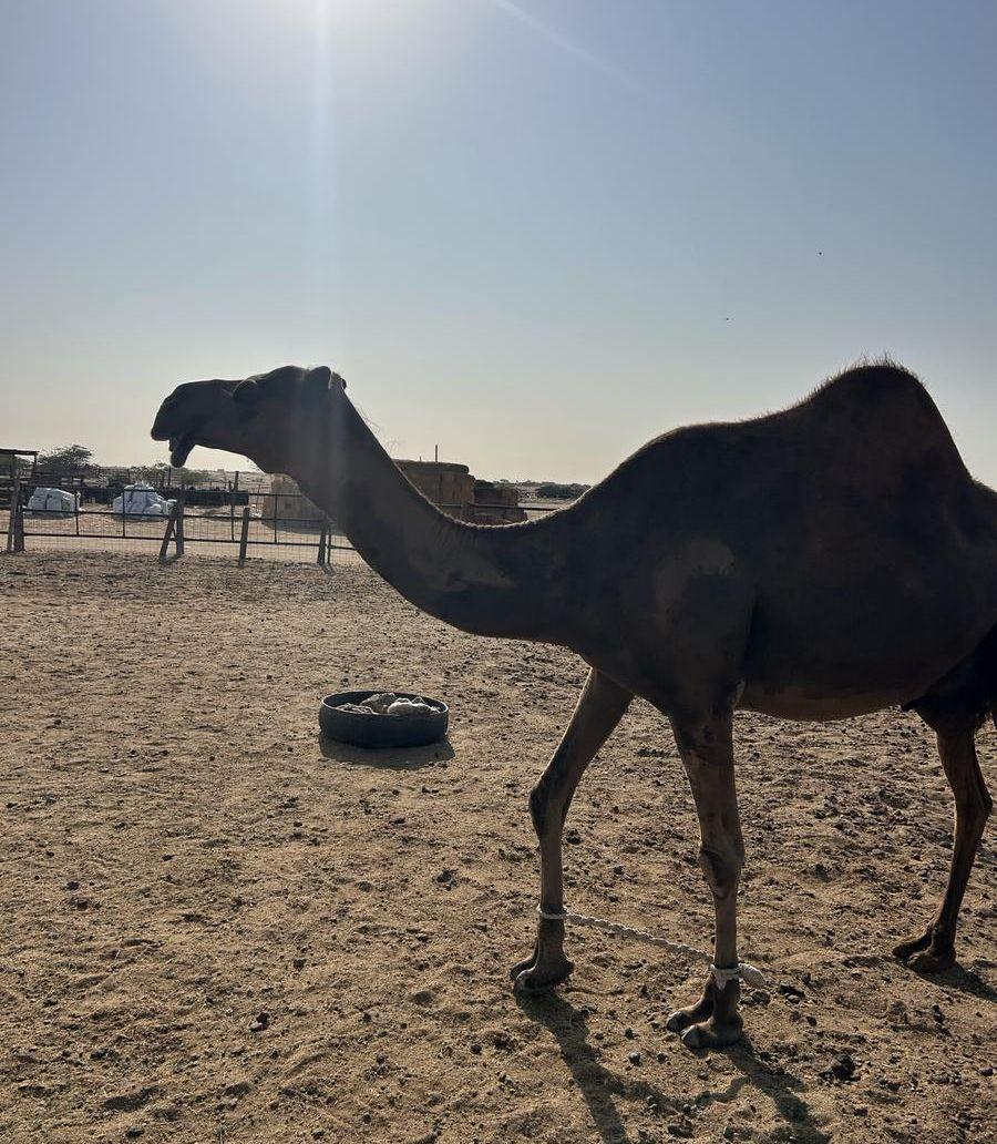 ناقة ساحلية حايل