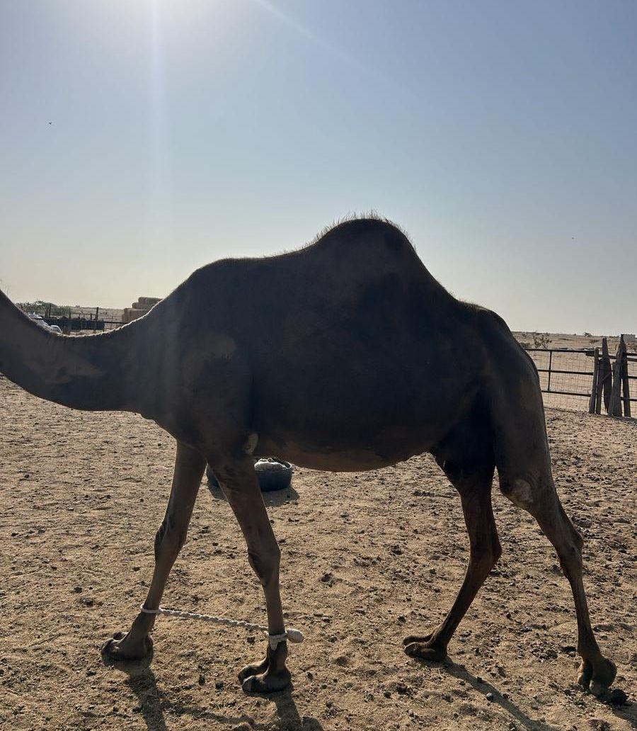 ناقة ساحلية حايل