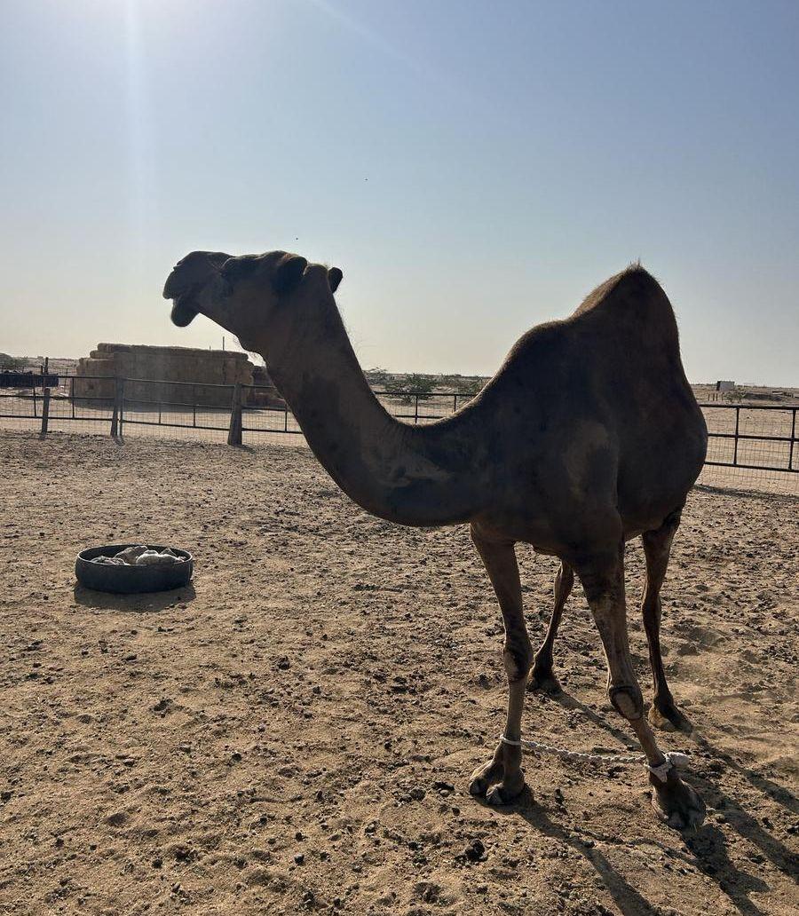 ناقة ساحلية حايل