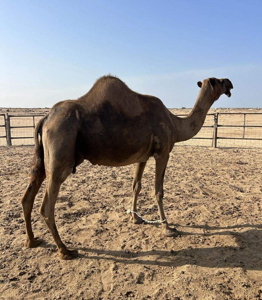 ناقة ساحلية حايل