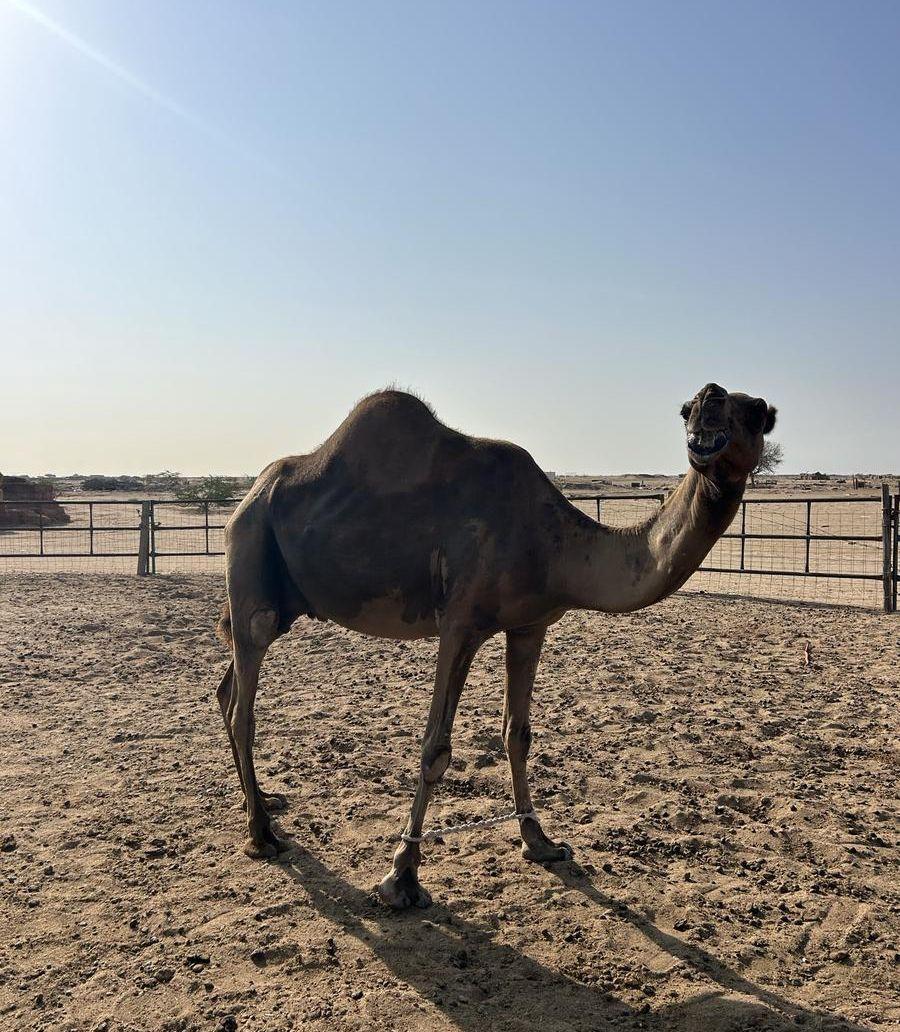 ناقة ساحلية حايل