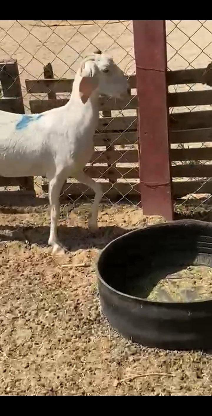 عنز عرضيه حليب