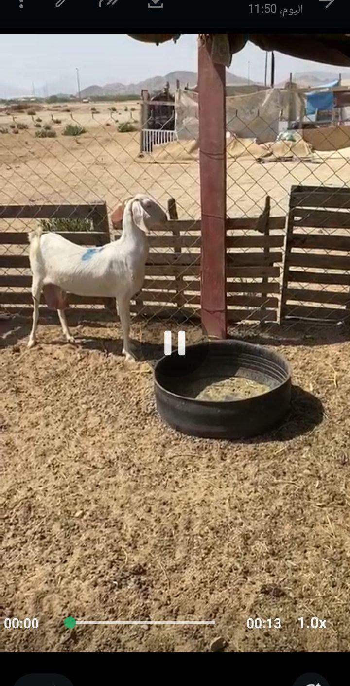 عنز عرضيه حليب