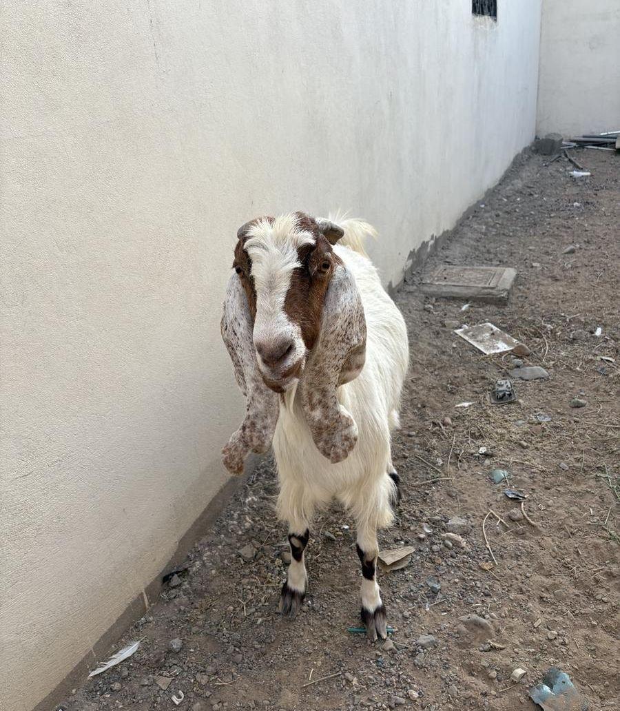 عنز للبيع