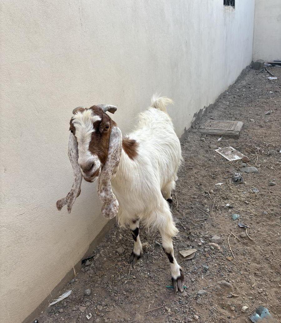 عنز للبيع