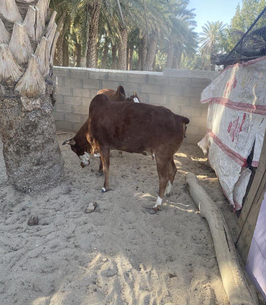 بقره وحسيله حيل