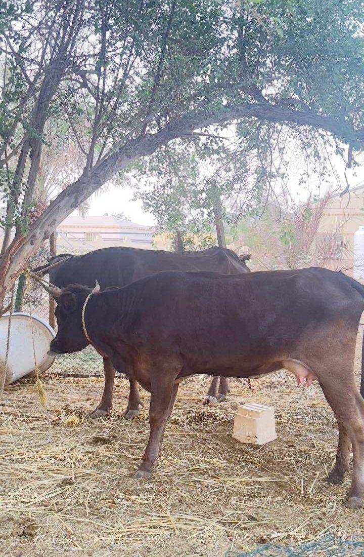 بقره وعيالها