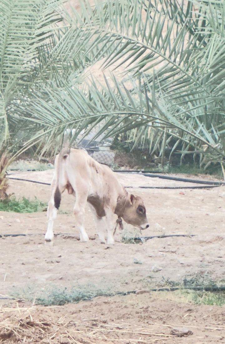 بقره وعيالها