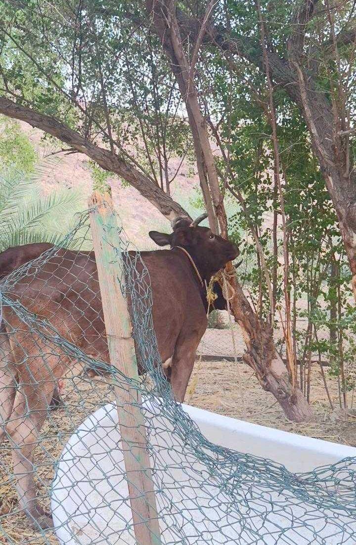 بقره وعيالها