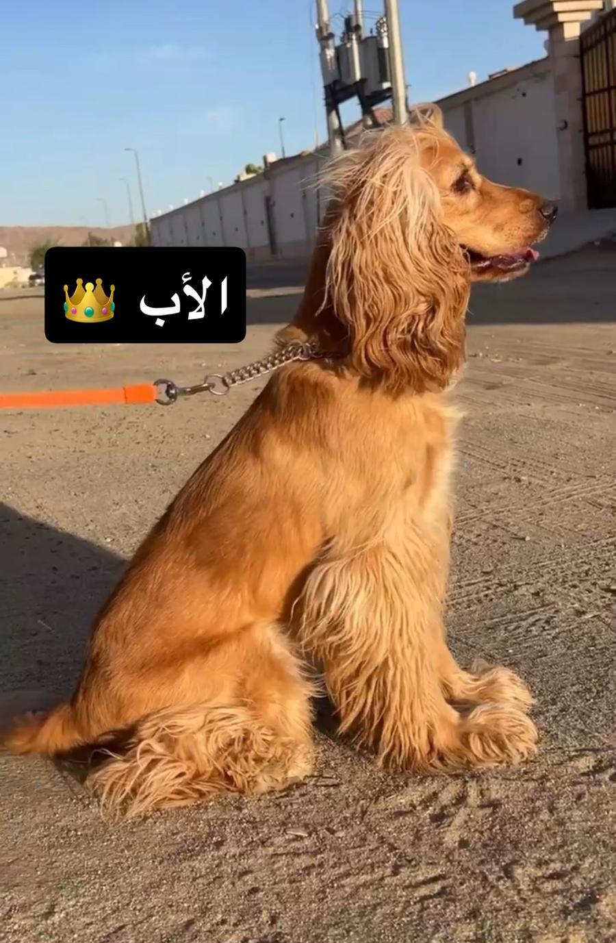 جراء كوكر اسبانيل