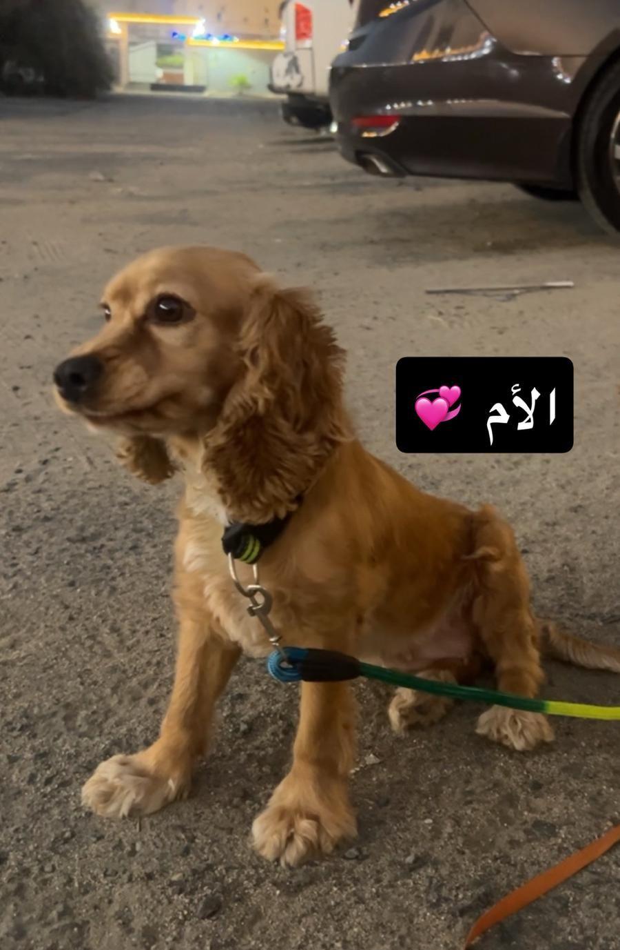 جراء كوكر اسبانيل