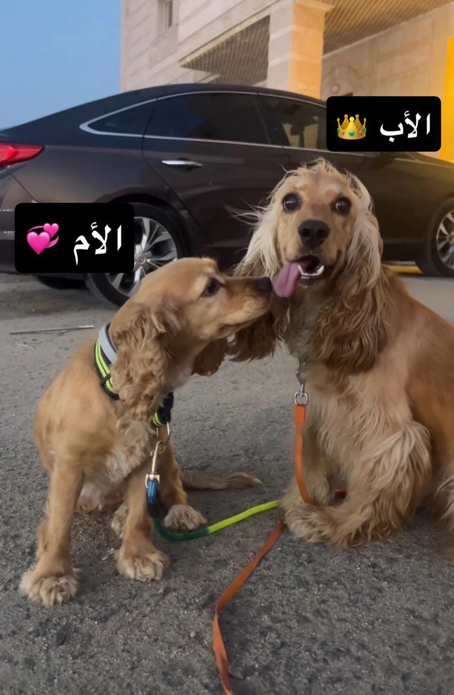 جراء كوكر اسبانيل