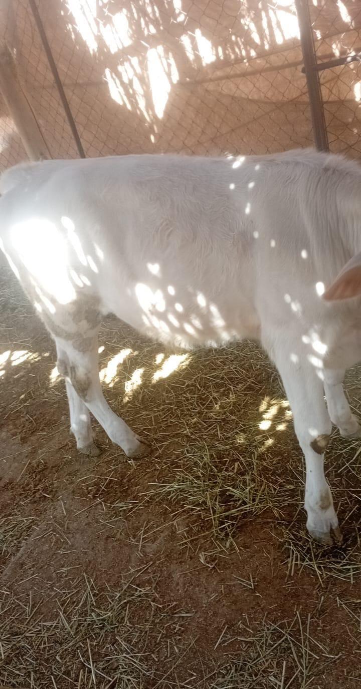 حصيل الماني فاخر